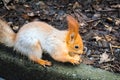 Red squirrel gnaws a nut