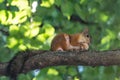 Red squirrel gnaws a nut on a tree branch Royalty Free Stock Photo