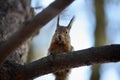Red squirrel gnaws nuts on branch