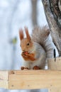Red squirrel gnaws nuts Royalty Free Stock Photo