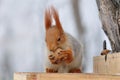 Red squirrel gnaws nuts Royalty Free Stock Photo