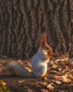 A red squirrel gnaws a walnut in autumn park Royalty Free Stock Photo