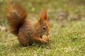 Red squirrel on grass eating walnut