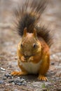 Red Squirrel on the gravel path in the Park