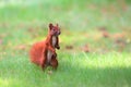 Red squirrel on green grass. Cute Eurasian red squirrel Sciurus vulgaris standing on its feet on green grass park with blurred Royalty Free Stock Photo