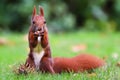 Red squirrel on green grass eating nut and staring. Cute Eurasian red squirrel Sciurus vulgaris standing feet on green grass Royalty Free Stock Photo