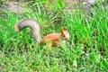 Red squirrel with grey tail in green grass Royalty Free Stock Photo