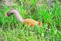 Red squirrel with grey tail drinks sitting in grass Royalty Free Stock Photo