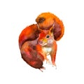 Red squirrel. Hand-drawn. Autumn in the forest. Watercolor