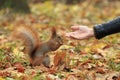 Squirrel Hand-Feed in Autumn Forest