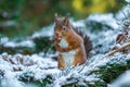 Red squirrel with hazelnut