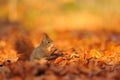 Red squirrel with hazelnut on fallen leafs