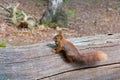 Red Squirrel with Hazelnut on Brownsea Island.