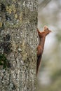 Red squirrel hidding in a tree