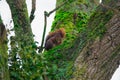 Red squirrel hidding in a tree