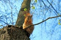 Squirrel on a high tree gnawing nuts on a spring day against a clear sky Royalty Free Stock Photo