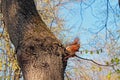 Squirrel on a high tree gnawing nuts on a spring day against a clear sky Royalty Free Stock Photo