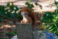 red squirrel holding court on a feed station Royalty Free Stock Photo