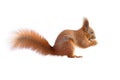 Red squirrel holding a nut isolated on white Royalty Free Stock Photo
