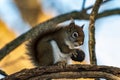 Red Squirrel Holding a Nut