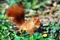 Red squirrel in ivy Royalty Free Stock Photo