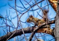 Red squirrel juvenile foraging in old growth maple tree with blue sky background..