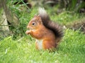 Red Squirrel, Lake District, UK