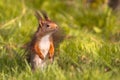 Red squirrel in lawn