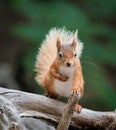Bushy Tailed Red Squirrel with paw on Stick Royalty Free Stock Photo