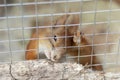 Red squirrel, locked in a cage, gnaws lattice with his teeth. Keeping animals in captivity concept. Royalty Free Stock Photo