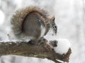 Red Squirrel with curled tail on log during snowstorm