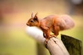 Red Squirrel looking ahead with tufted ears Royalty Free Stock Photo