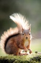 Red Squirrel looking ahead with tufted ears Royalty Free Stock Photo