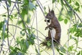 A red squirrel looking to the camera perched in a tree. Royalty Free Stock Photo