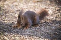 Red squirrel looking for the nut Royalty Free Stock Photo