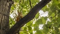 Red squirrel looks into the camera with a tree branch