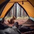 red squirrel looks inside the door of the tent, an unusual angle, nature enters the house