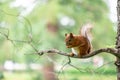 Red squirrel during molting is eating walnut on the branch in the park