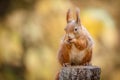 Red squirrel Royalty Free Stock Photo