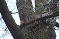 Red squirrel near fairy Castle. Wolfsburg, Germany