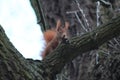 Red squirrel near fairy Castle. Wolfsburg, Germany