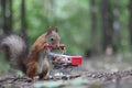 Red squirrel near the small shopping cart with nuts