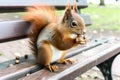red squirrel nibbling on acorn on park bench Royalty Free Stock Photo