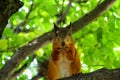 Red squirrel nibbling a nut in the crown of a tree Royalty Free Stock Photo