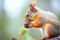 red squirrel nibbling pine cone on tree branch Royalty Free Stock Photo
