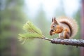 red squirrel nibbling pine cone on tree branch Royalty Free Stock Photo