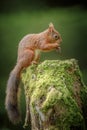 Red squirrel in North Yorkshire Royalty Free Stock Photo