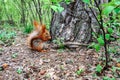 Red squirrel with nut in the forest