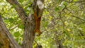 Red squirrel with a nut in his mouth sneaking around the tree.