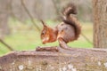 Red squirrel with a nut in paws and eating on a trunk of a tree